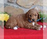 Small Photo #3 Miniature Labradoodle Puppy For Sale in MILL HALL, PA, USA