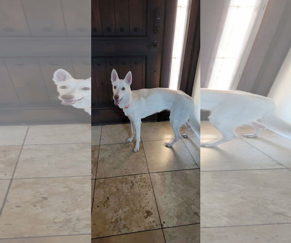 Medium Photo #6 German Shepherd Dog-Siberian Husky Mix Puppy For Sale in Valrico, FL, USA