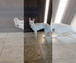 Small #5 German Shepherd Dog-Siberian Husky Mix