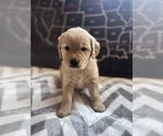 Small #2 Golden Retriever