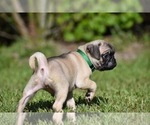 Image preview for Ad Listing. Nickname: Toffee Crunch