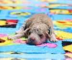 Small Photo #5 Aussiedoodle Puppy For Sale in UNION CITY, TN, USA
