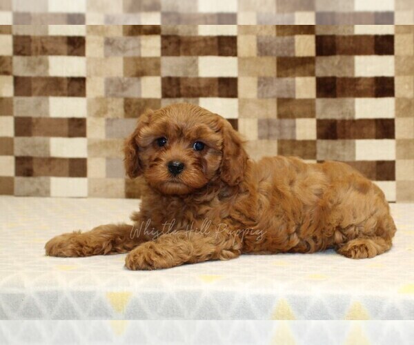 Medium Photo #2 Cavapoo (Miniature) Puppy For Sale in DENVER, PA, USA