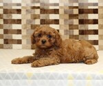 Small #1 Cavapoo (Miniature)