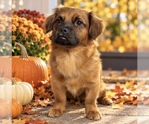 Medium Photo #1 Dachshund-Unknown Mix Puppy For Sale in Cuyahoga Falls , OH, USA