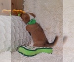 Small Photo #37 Pembroke Welsh Corgi Puppy For Sale in ARROYO GRANDE, CA, USA
