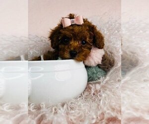 Poodle (Toy) Puppy for sale in MIAMI BEACH, FL, USA