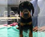 Puppy AKC Full Euro Doberman Pinscher