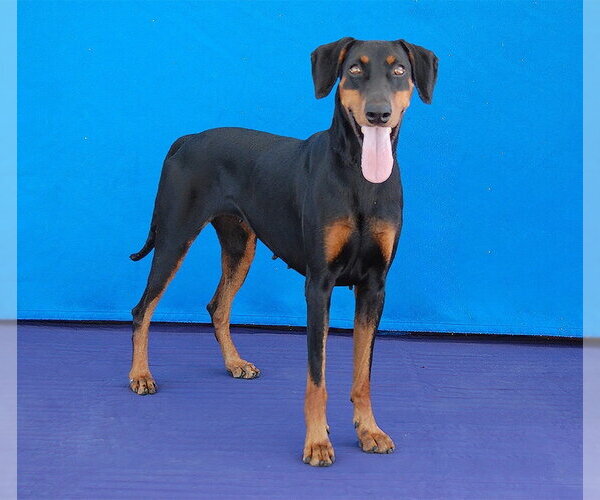 Medium Photo #2 Doberman Pinscher Puppy For Sale in Pasadena, CA, USA