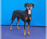 Small #1 Doberman Pinscher
