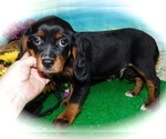 Small Photo #4 Beaglier-Cavalier King Charles Spaniel Mix Puppy For Sale in HAMMOND, IN, USA