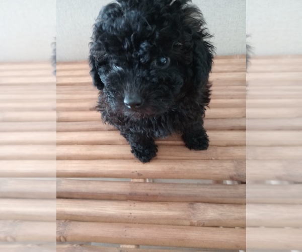 Medium Photo #1 Poodle (Toy) Puppy For Sale in GRAY COURT, SC, USA