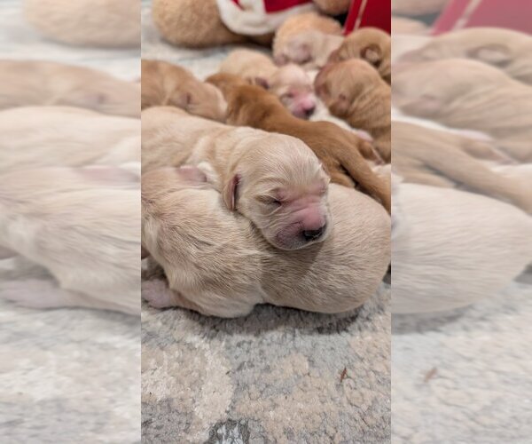 Medium Photo #6 Golden Retriever Puppy For Sale in SACRAMENTO, CA, USA