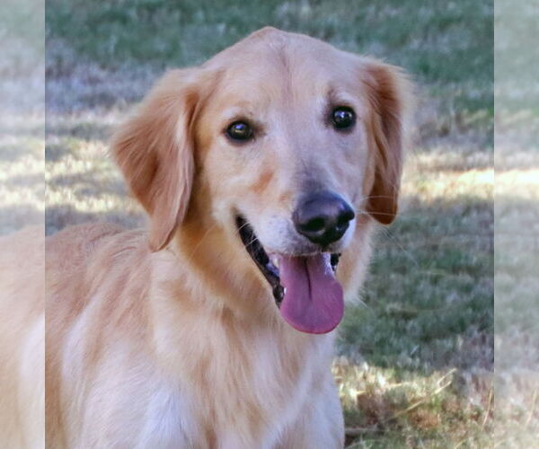 Medium Photo #3 Golden Retriever Puppy For Sale in Glendale , AZ, USA