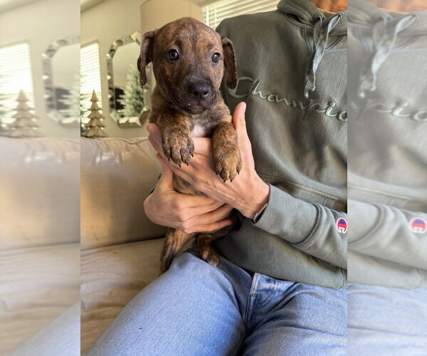 Medium Photo #1 Boxer-Unknown Mix Puppy For Sale in Dana Point, CA, USA