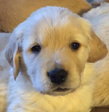 Medium Photo #4 Golden Retriever Puppy For Sale in LIVONIA, MI, USA