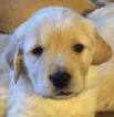 Small Photo #4 Golden Retriever Puppy For Sale in LIVONIA, MI, USA
