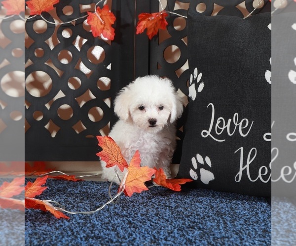 Medium Photo #4 Bichpoo Puppy For Sale in MOUNT VERNON, OH, USA