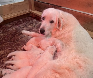 Great Pyrenees Puppy for sale in JAMESTOWN, TN, USA