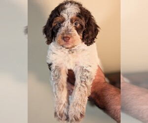 Medium Bernedoodle-Cavapoo (Miniature) Mix
