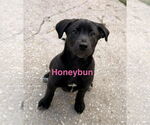 Small #2 Labrador Retriever Mix
