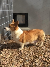 Mother of the Pembroke Welsh Corgi puppies born on 01/07/2019