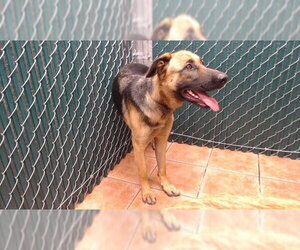 German Shepherd Dog Dogs for adoption in Downey, CA, USA