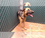 Small German Shepherd Dog