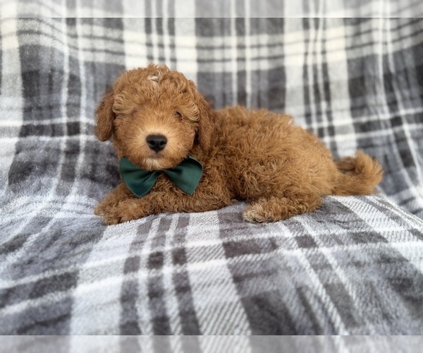Medium Photo #4 Aussiedoodle Miniature  Puppy For Sale in LAKELAND, FL, USA