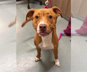 Mutt Dogs for adoption in Baytown, TX, USA