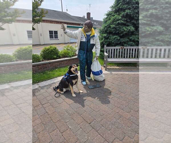 Medium Photo #2 Retriever -Unknown Mix Puppy For Sale in Spring Lake, NJ, USA