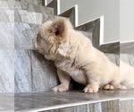 Small Photo #6 French Bulldog Puppy For Sale in AGOURA HILLS, CA, USA