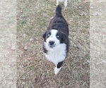 Puppy Dasher Aussiedoodle-Australian Shepherd Mix