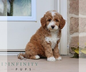 Goldendoodle (Miniature) Puppy for sale in GORDONVILLE, PA, USA