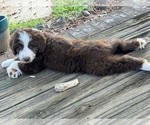 Puppy Pup 1 Anthony Aussiedoodle-Poodle (Standard) Mix