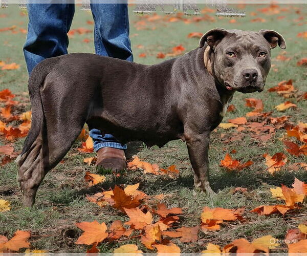 Medium Photo #6 American Pit Bull Terrier Puppy For Sale in Talladega, AL, USA
