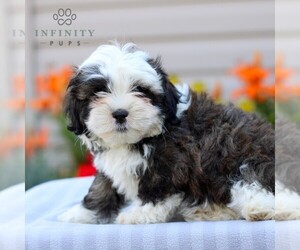 ShihPoo Puppy for sale in GORDONVILLE, PA, USA