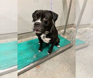 Bullboxer Pit Dogs for adoption in Camarillo, CA, USA