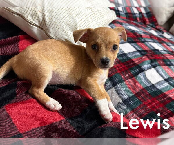 Medium Photo #1 Jack Chi Puppy For Sale in Dana Point, CA, USA