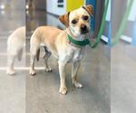 Small #1 Chihuahua Mix