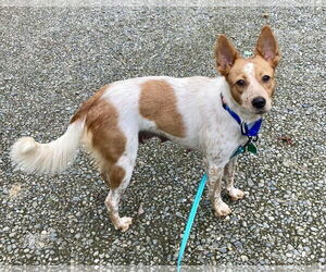Brittany-Unknown Mix Dogs for adoption in Middlesex, VT, USA
