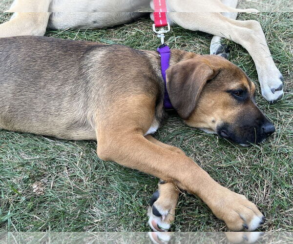 Medium Photo #3 Boxer Puppy For Sale in Clinton , MI, USA