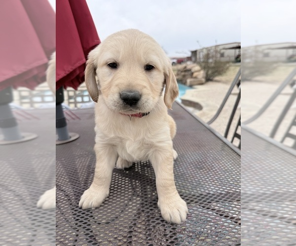 Medium Photo #1 Golden Retriever Puppy For Sale in JUSTIN, TX, USA