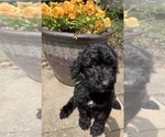Puppy 5 Bernedoodle