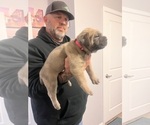 Small Photo #4 Cane Corso Puppy For Sale in CHESAPEAKE, VA, USA