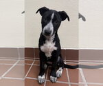 Small #4 Lab-Pointer