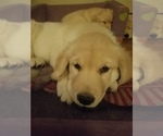 Small Photo #1 Golden Retriever Puppy For Sale in ORRVILLE, OH, USA