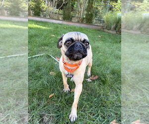 Pug Dogs for adoption in Oak Bluffs, MA, USA
