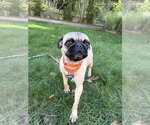 Pugberto - Male Pug Dog for Adoption - Small photo