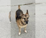 Small #12 German Shepherd Dog